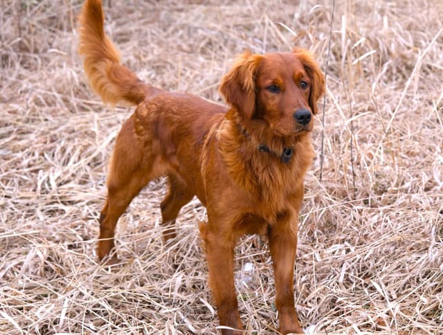 Marshwood Golden Retriever Puppies media 2