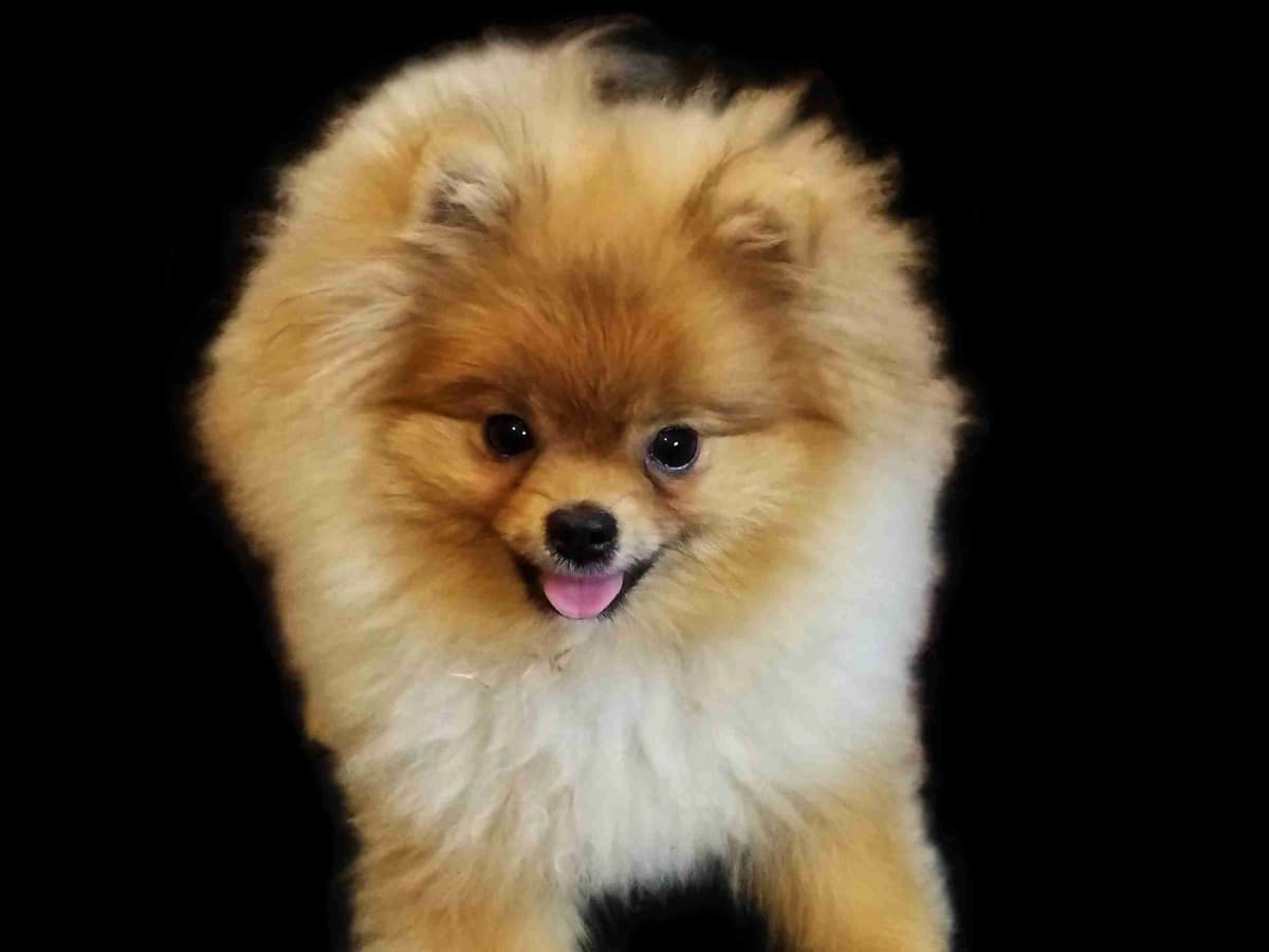 Pomeranian Puppies breeder image 1