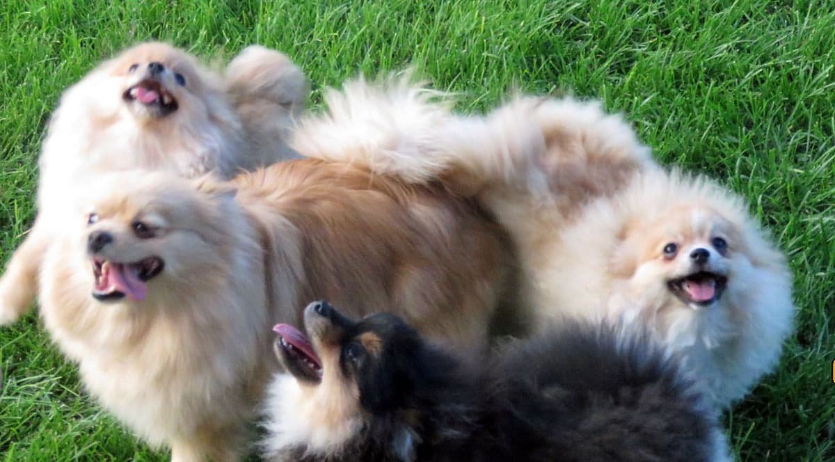Pomeranian Puppies breeder image 2