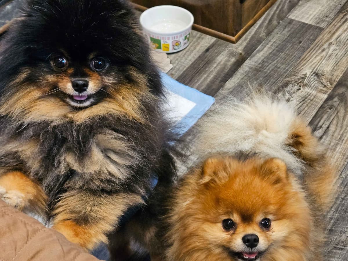 Pomeranian Puppies breeder image 3