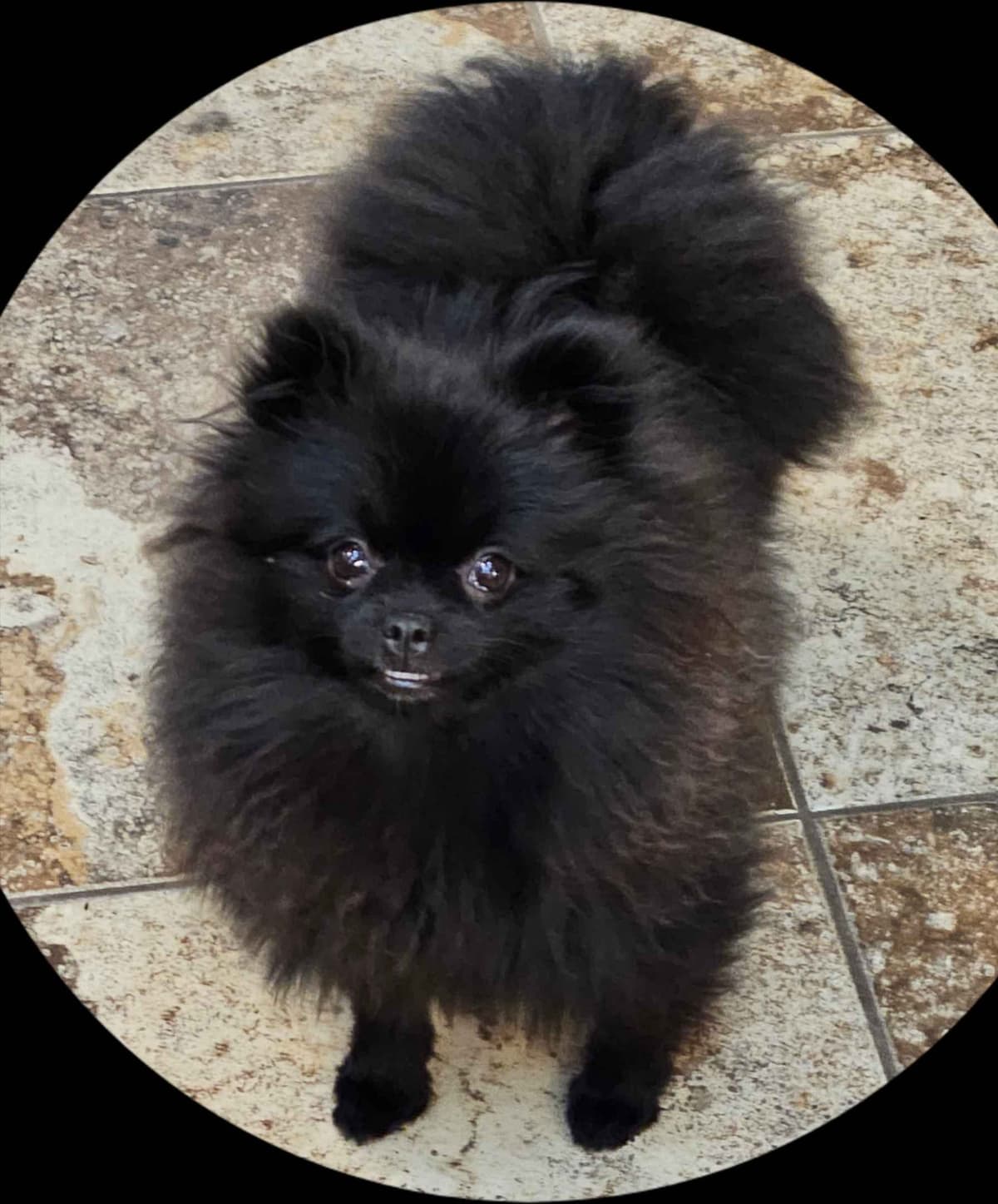 Pomeranian Puppies breeder image 5