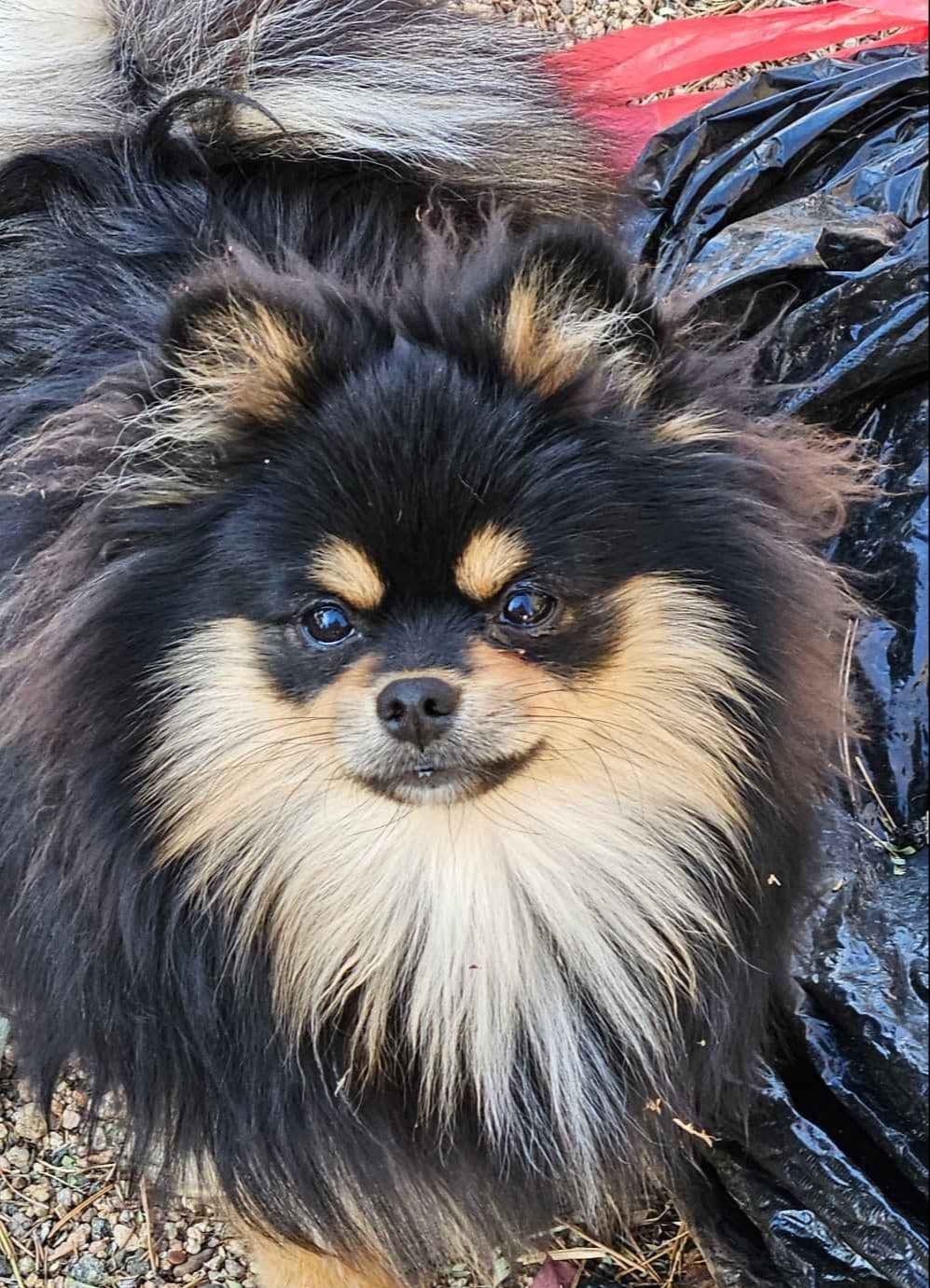 Pomeranian Puppies breeder image 4