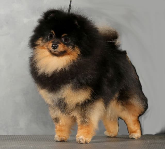 Pomeranian Puppies media 2