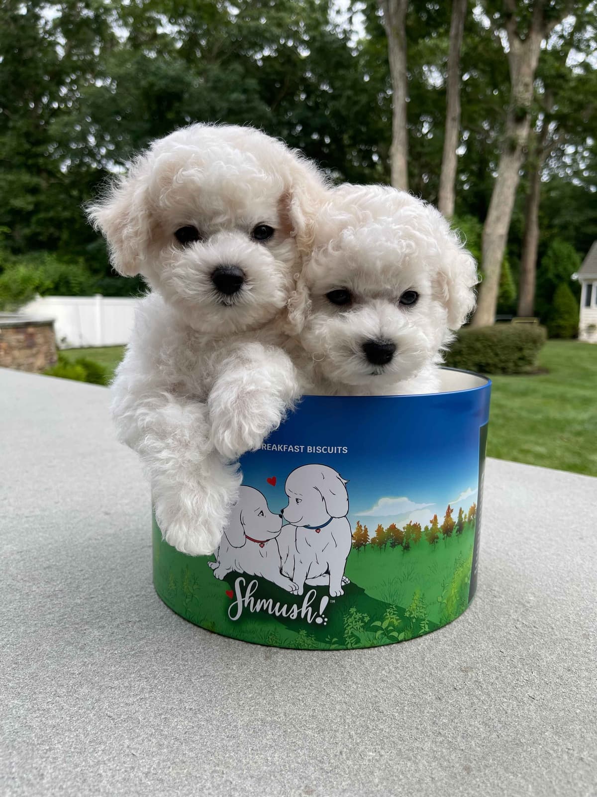 Bichon Frise Puppies breeder image 1