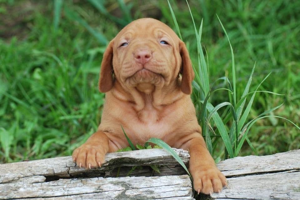 Vizsla Puppies breeder image 2