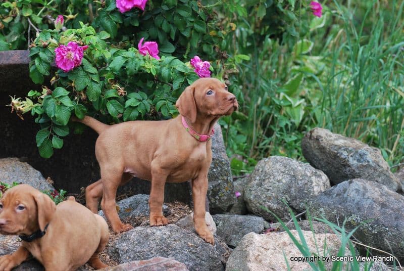 Vizsla Puppies breeder image 6