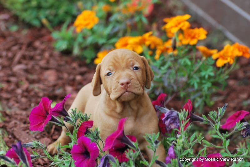 Vizsla Puppies breeder image 7