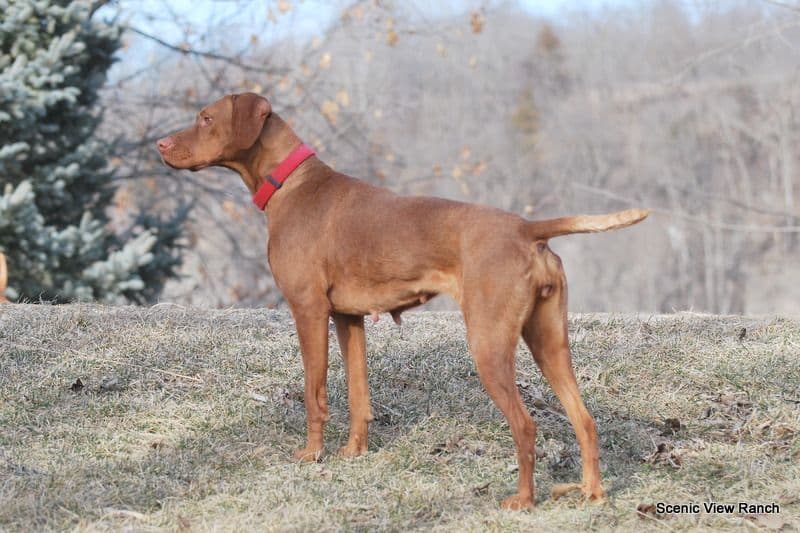 Vizsla Puppies breeder image 8