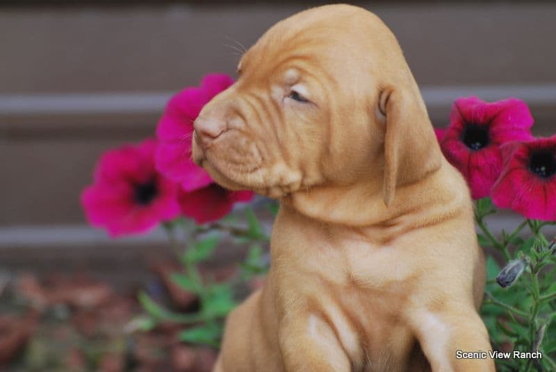 Vizsla Puppies breeder image 9