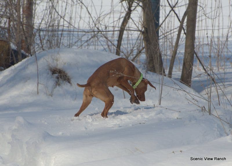 Vizsla Puppies breeder image 10