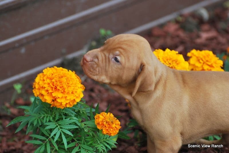 Vizsla Puppies breeder image 12