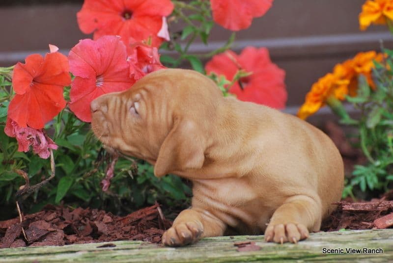 Vizsla Puppies breeder image 13