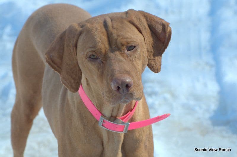 Vizsla Puppies breeder image 14
