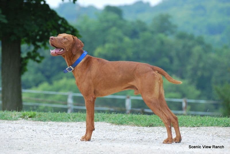 Vizsla Puppies breeder image 16