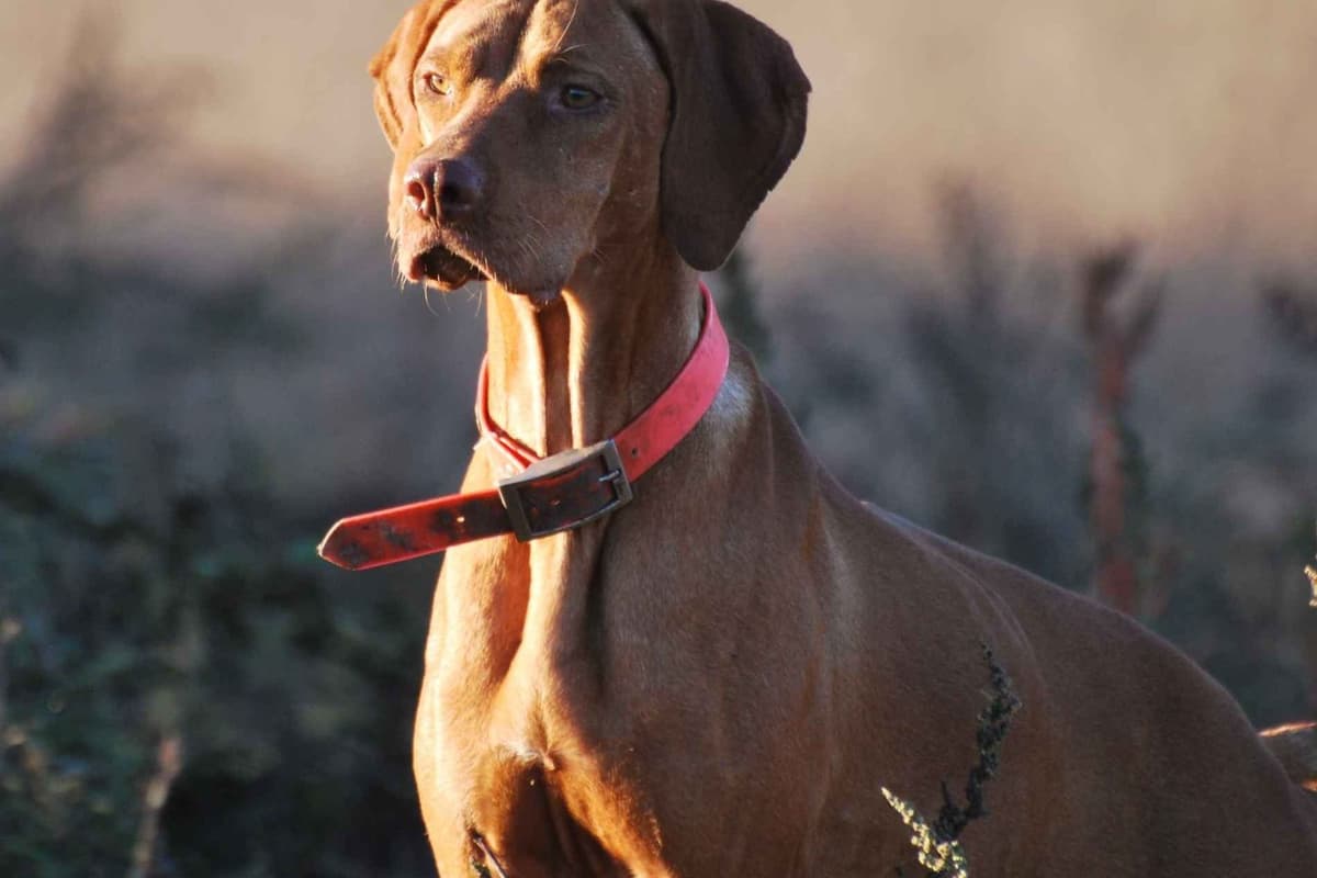Vizsla Puppies breeder image 15