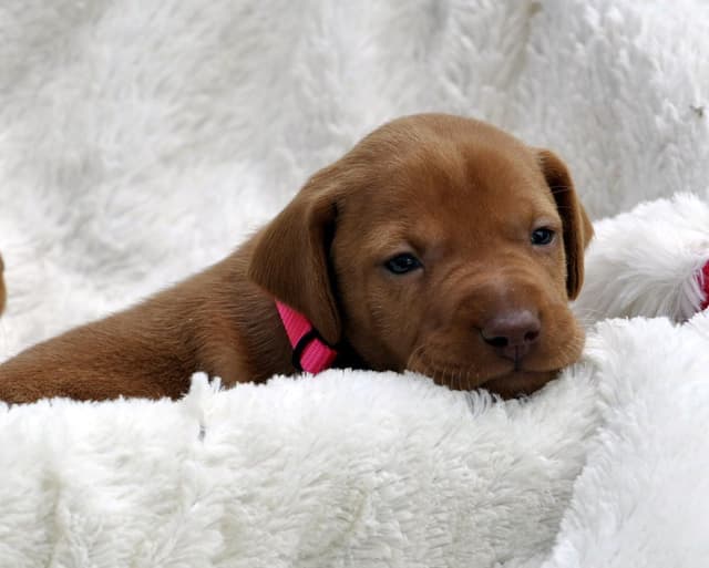 Vizsla Puppies media 2