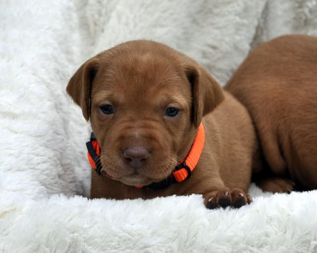 Vizsla Puppies media 4