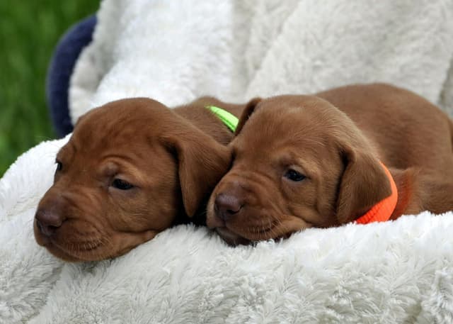 Vizsla Puppies media 6