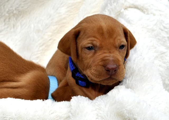 Vizsla Puppies media 8