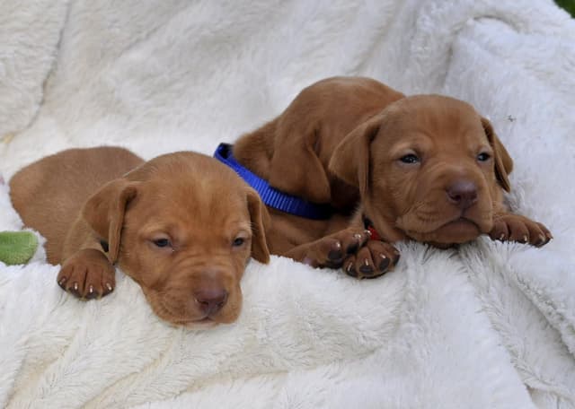 Vizsla Puppies media 9