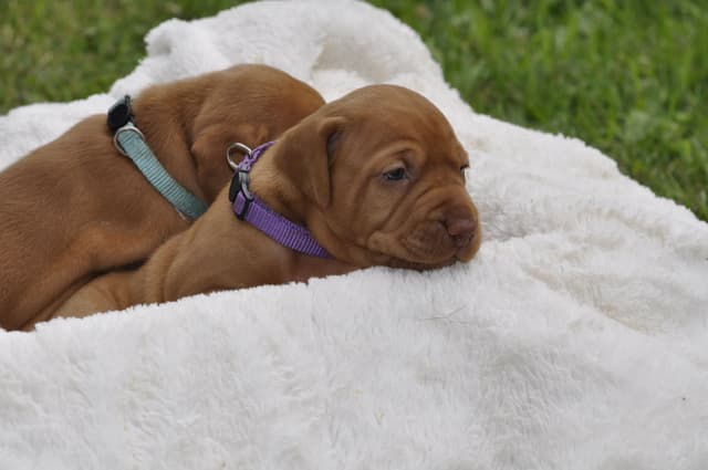 Vizsla Puppies media 3
