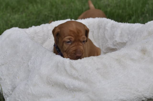 Vizsla Puppies media 4