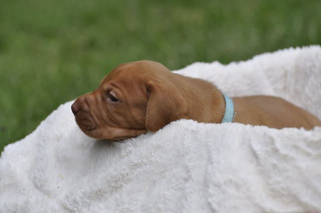 Vizsla Puppies media 2