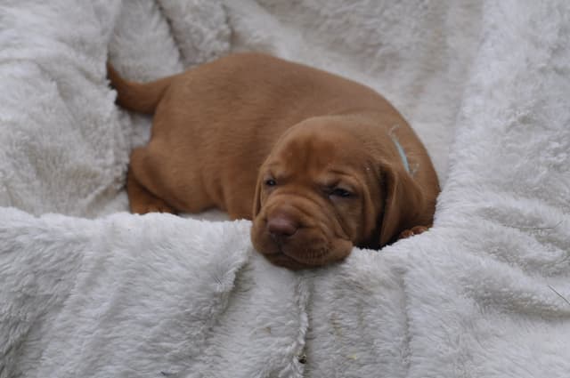 Vizsla Puppies media 5