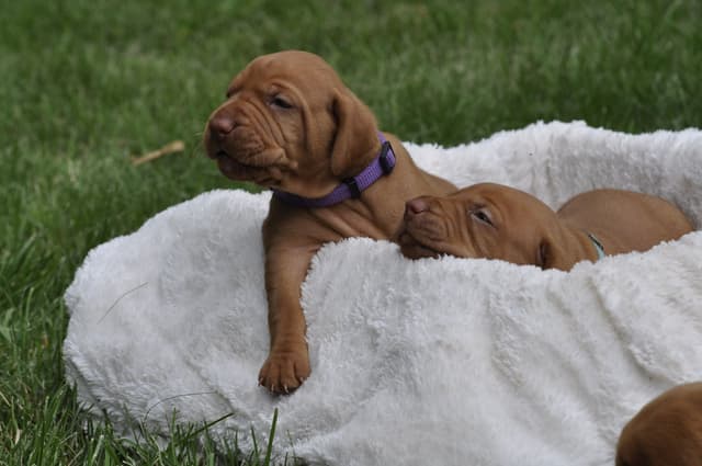 Vizsla Puppies media 6