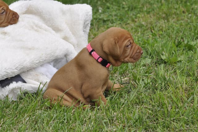 Vizsla Puppies media 7