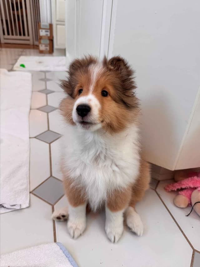 Shetland Sheepdog "Sheltie" Puppies media 2