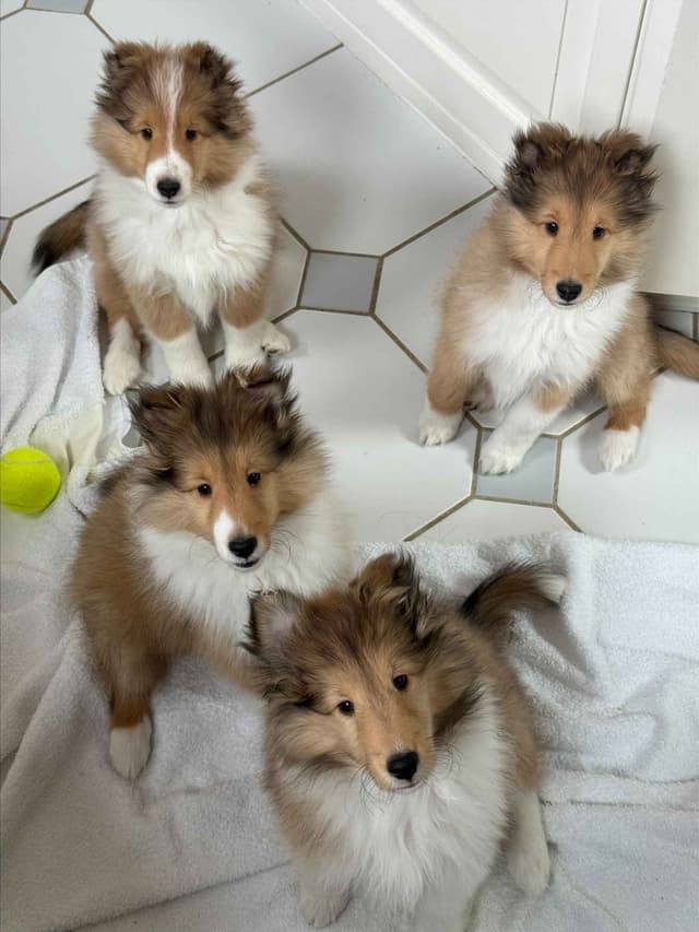 Shetland Sheepdog "Sheltie" Puppies media 3