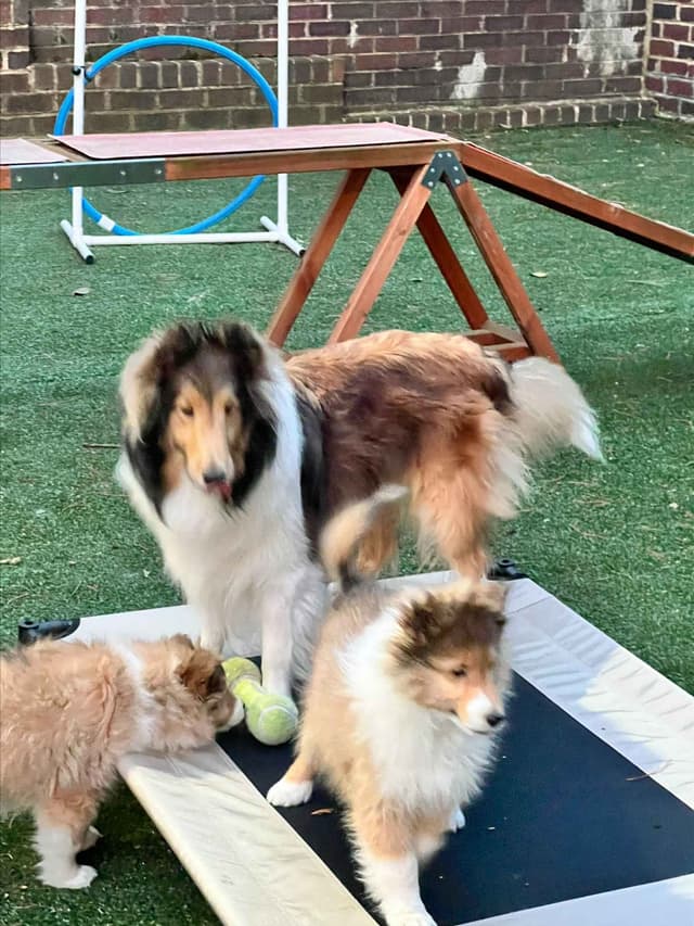 Shetland Sheepdog "Sheltie" Puppies media 4