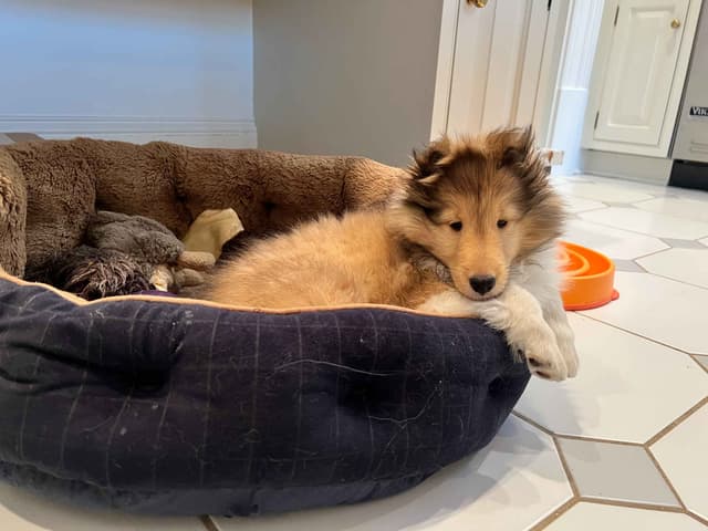 Shetland Sheepdog "Sheltie" Puppies media 5