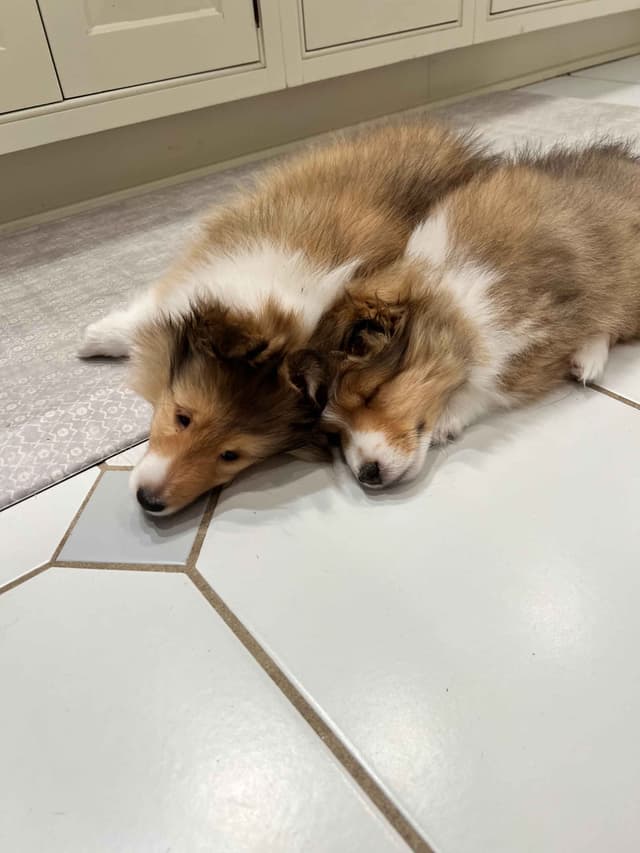 Shetland Sheepdog "Sheltie" Puppies media 6