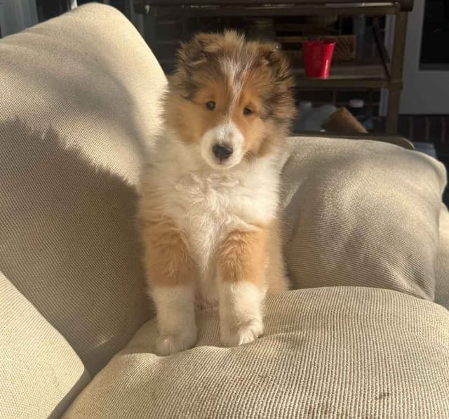 Shetland Sheepdog "Sheltie" Puppies media 7