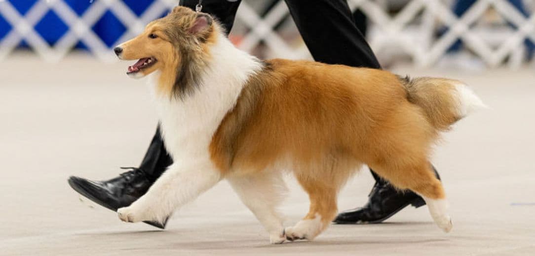 Shetland Sheepdog "Sheltie" Puppies breeder image 1
