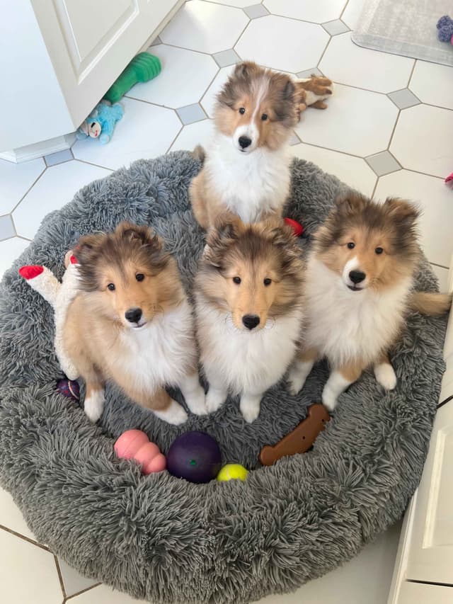 Shetland Sheepdog "Sheltie" Puppies media 8