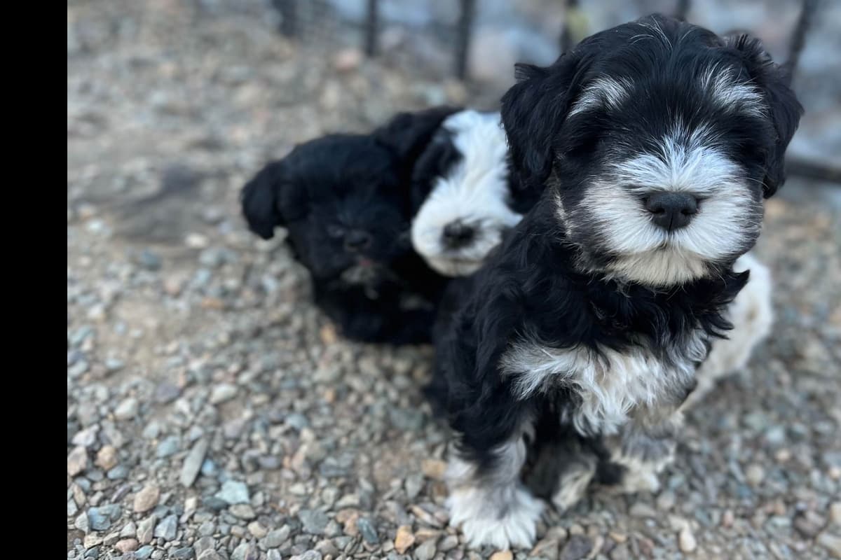 Miniature Schnauzer Puppies breeder image 1