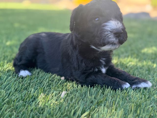Miniature Schnauzer Puppies media 2