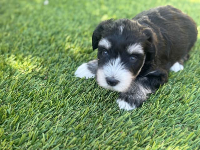 Miniature Schnauzer Puppies media 3