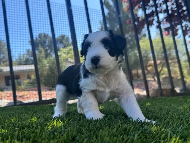 Miniature Schnauzer Puppies media 5