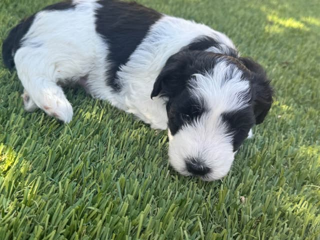 Miniature Schnauzer Puppies media 4