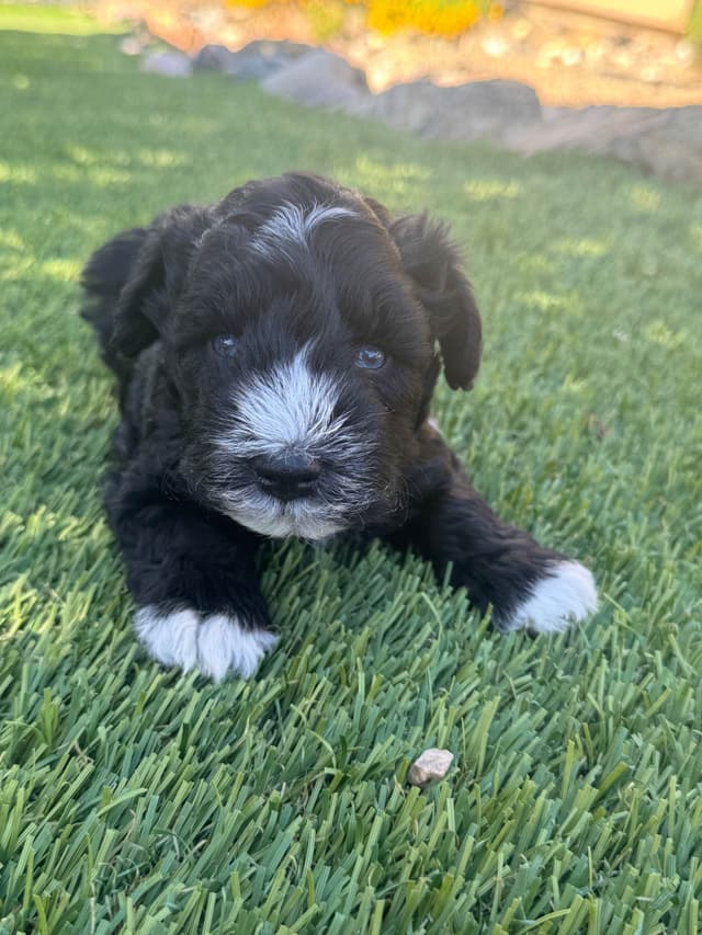 Miniature Schnauzer Puppies media 6