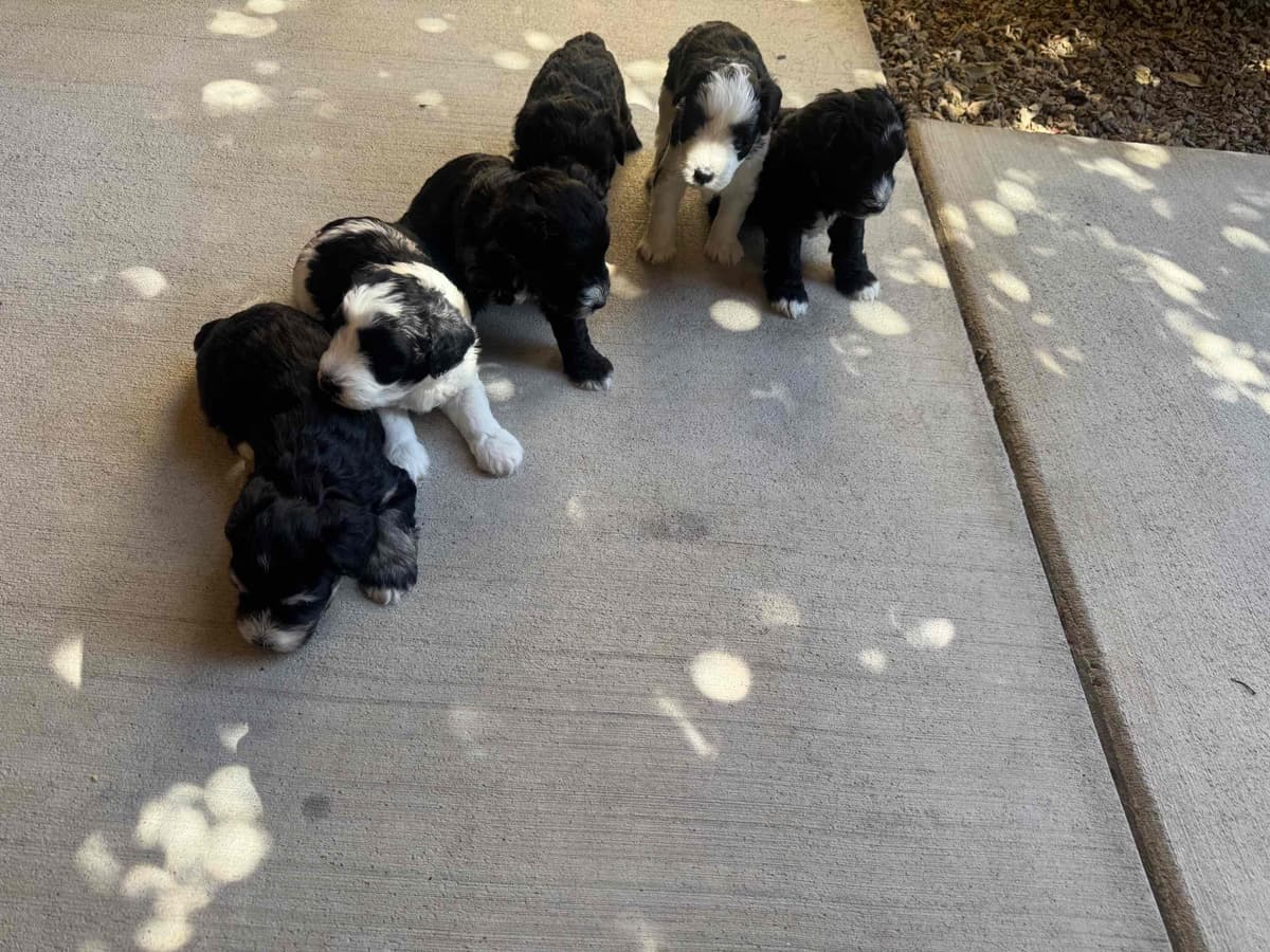 Miniature Schnauzer Puppies breeder image 2