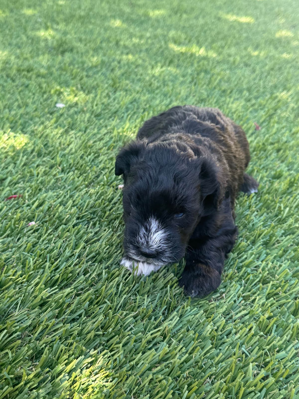Miniature Schnauzer Puppies breeder image 3