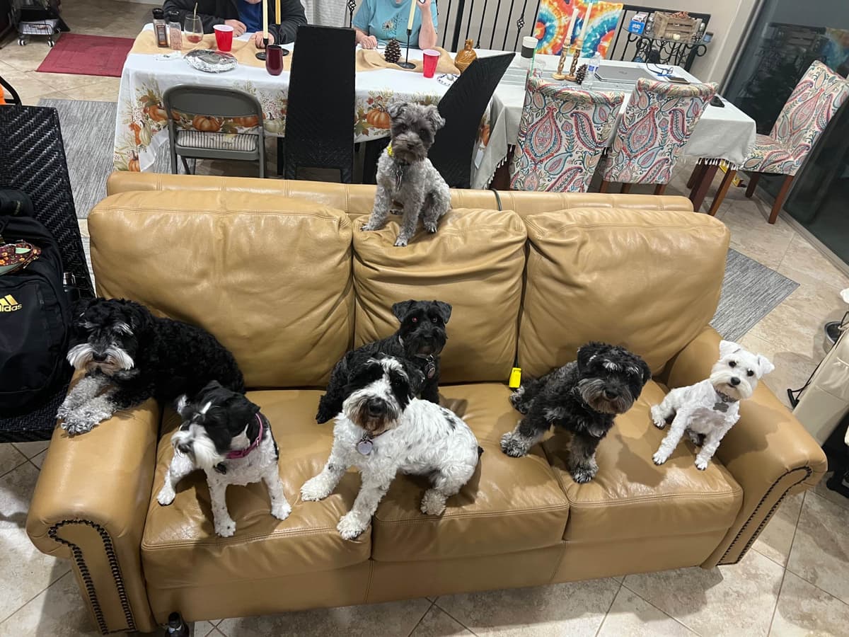 Miniature Schnauzer Puppies breeder image 4