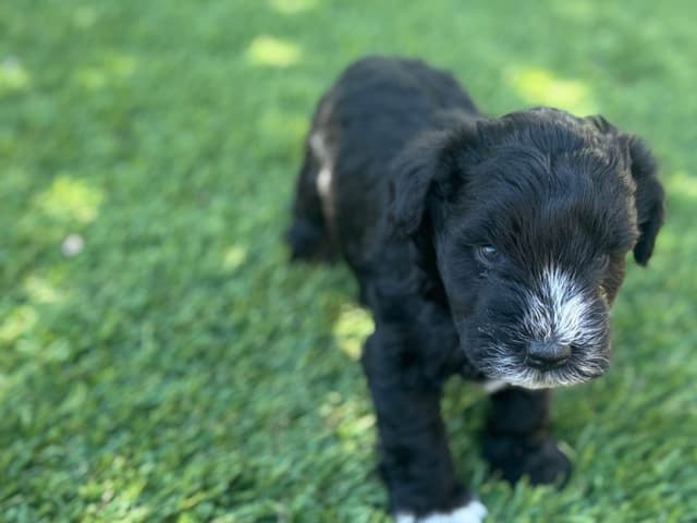 Miniature Schnauzer Puppies media 7