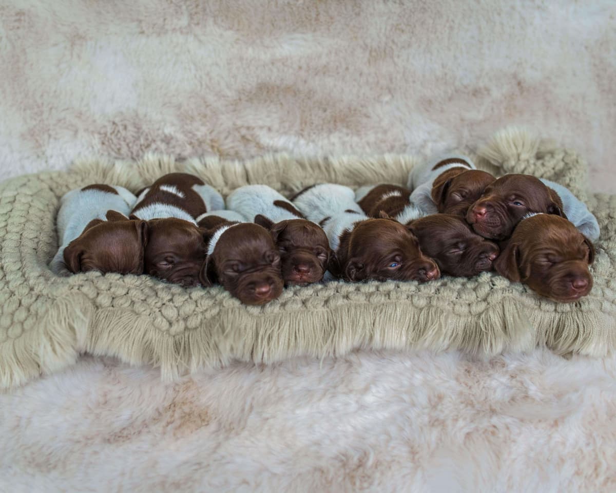 German Shorthaired Pointer Puppies breeder image 1