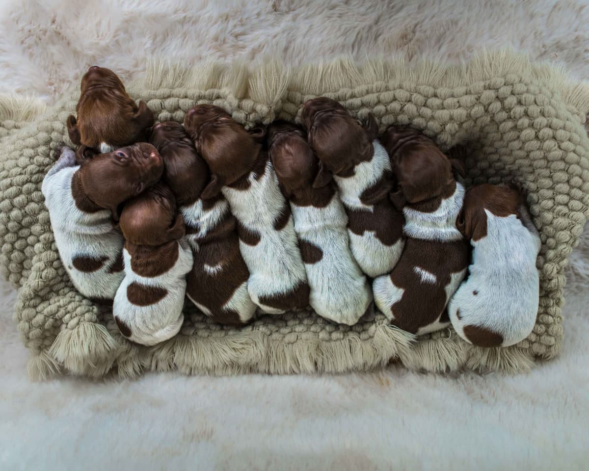 German Shorthaired Pointer Puppies breeder image 2